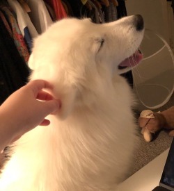 cloudthesamoyed:  tongue