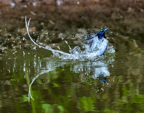 fuckyeahchinesefashion:Chinese Paradise-flycatcher /Terpsiphone incei in dongzhai 董寨, henan ◇ photo 