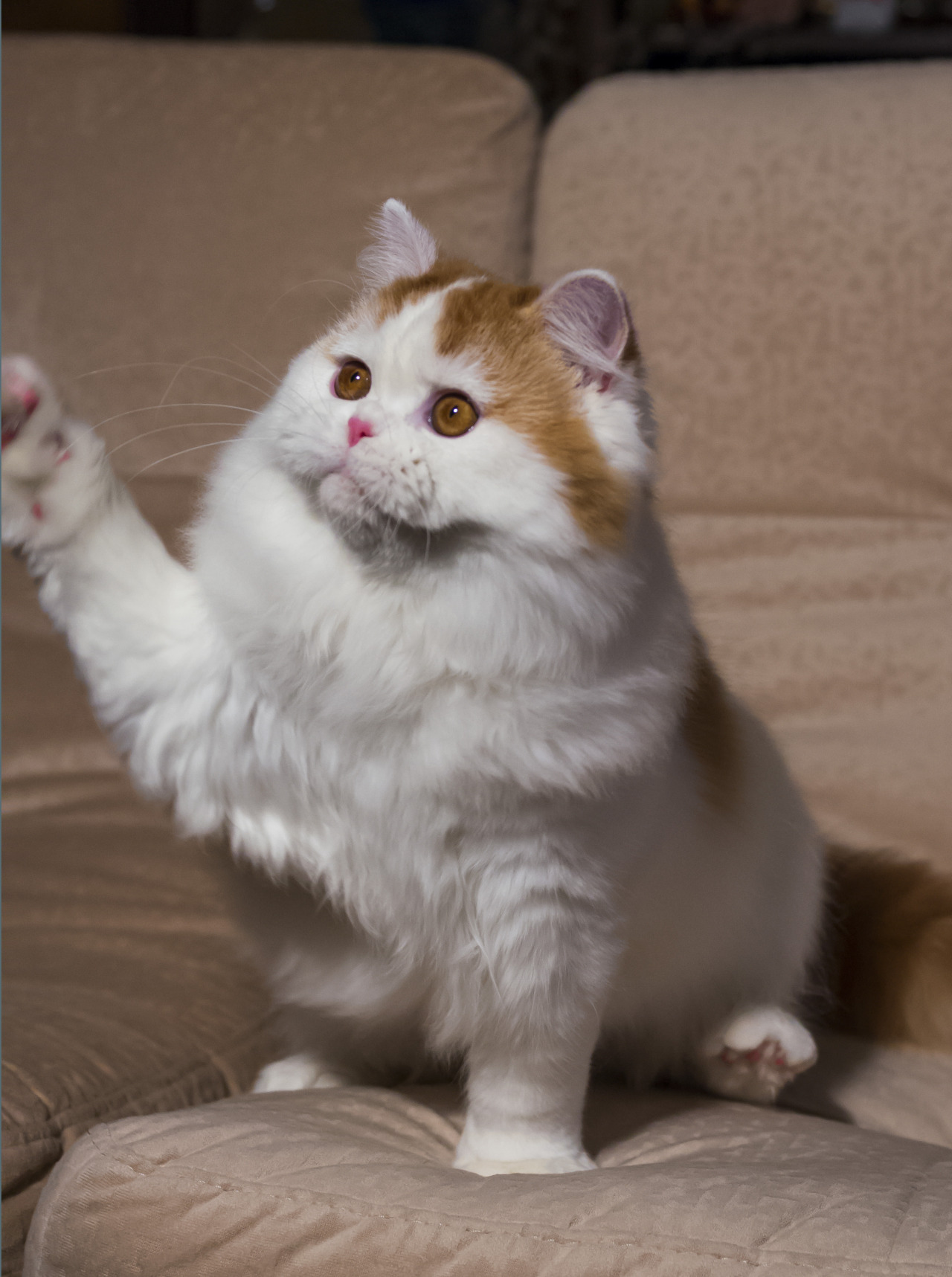 mostlycatsmostly:  (via stierr)
