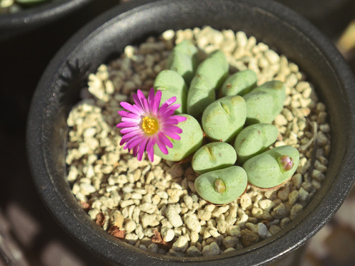 Conophytum ‘Opera Rose’コノフィツム オペラローズ咲いた〜