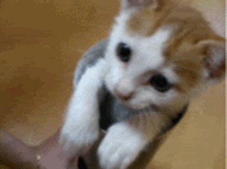 tilly3200:  i’m gonna getcha hehe