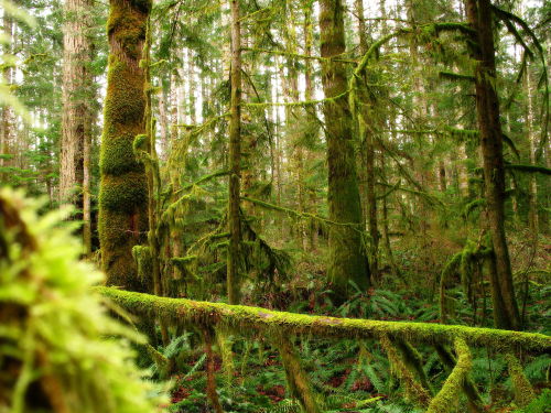 British Columbia’s RainforestBritish Columbia’s coastal temperate rainforest is characterised by som