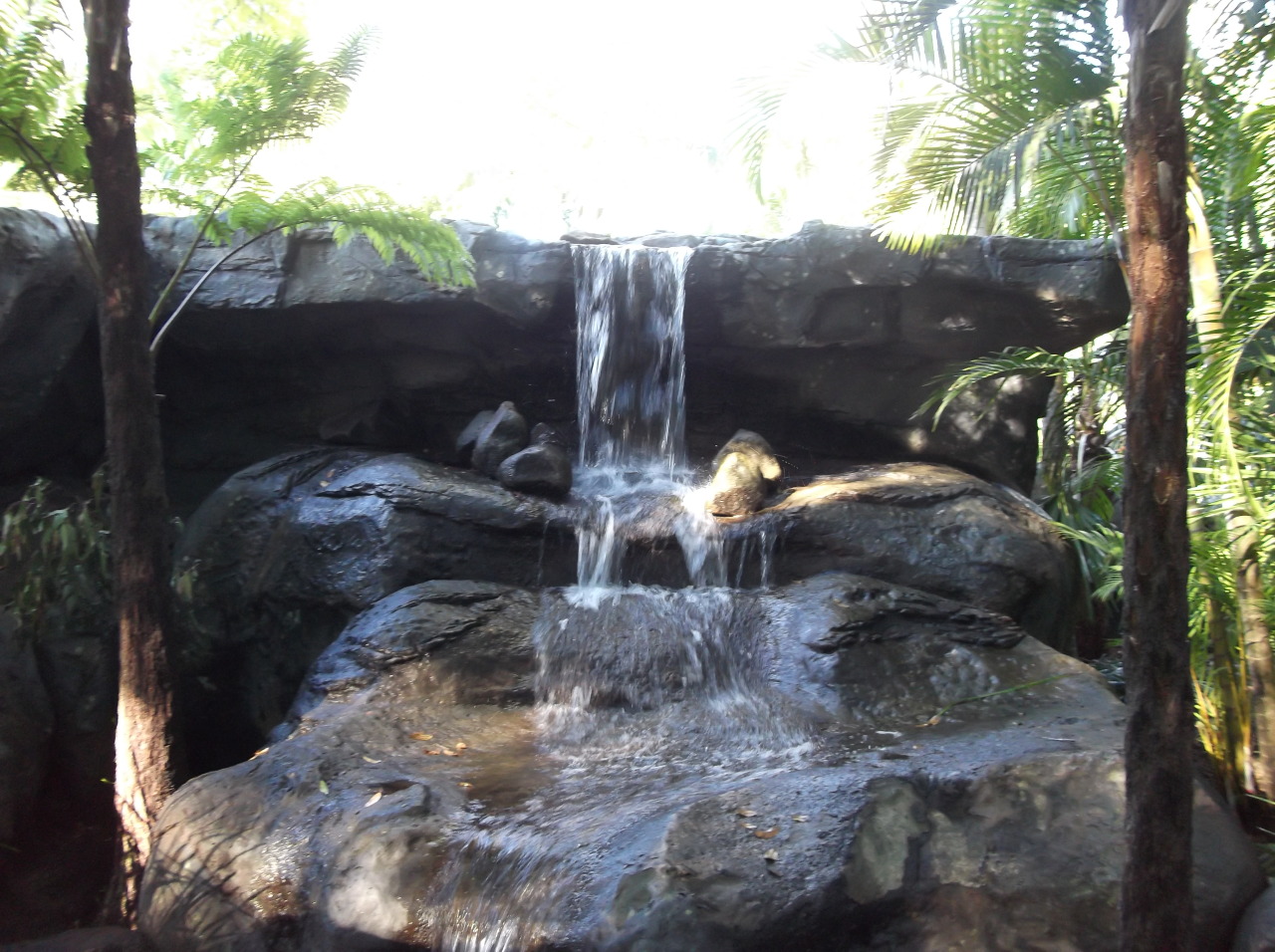 Tropical Blog