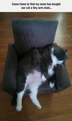 srsfunny:  Tiny Arm Chair For The Cat