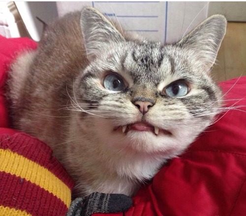 lackadaisycats:  chubbychummy:  lackadaisycats - is this Rocky?  People keep submitting pictures of this cat to my blog.His little fangs are killing me.   It’s a good cat.