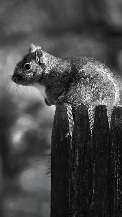 Animals in black and white.