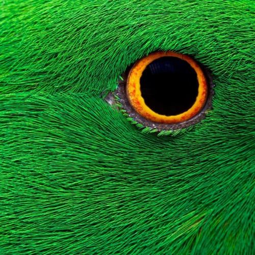 geographicwild:EYE TO EYEPhotography by © (Aaron Cawsey). Encountered a friendly parrot at the 