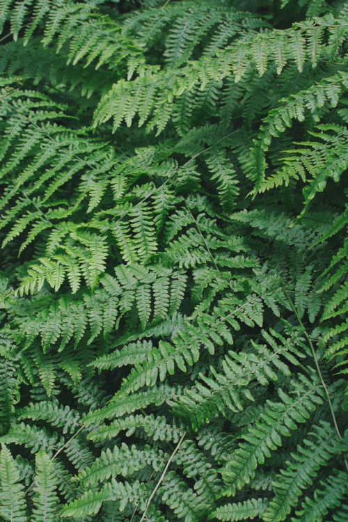 Ferns