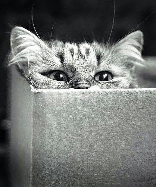 jollyrogers777:  Move along…. Nothing to be seen here… Just a Cat in a Box 