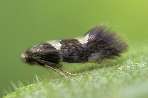 I See At Least One Cool Bug A Day, And Usually Many More, But Its Not Because I Live Anywhere Particularly
