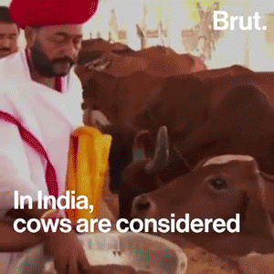 In India, vigilante gangs are beating Muslims for the sake of cows - Like BRUT on FB for more