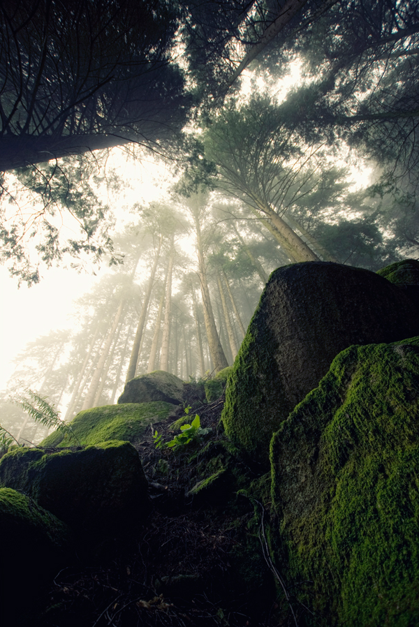 metrodorus:  Into the Trees IV