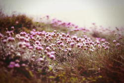 floralls:  Lucid Dream (by Bazzerio)