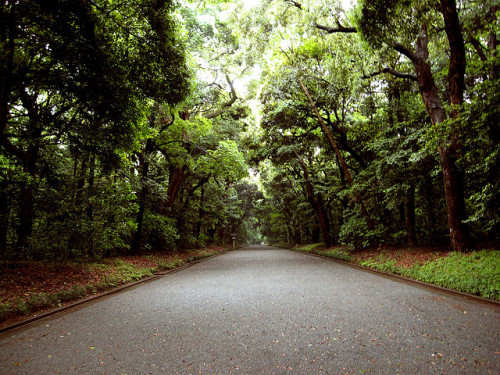 Meiji Forest