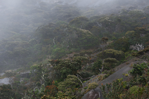 Mount Kinabalu Trail by happy.apple on Flickr.