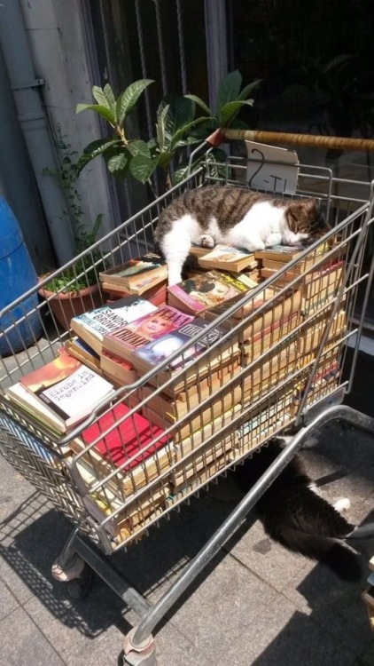 ruffboijuliaburnsides: affectueusement: [Image Description: A shopping cart full of neatly stacked b