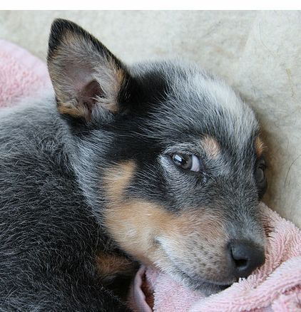 Porn Pics thecutestofthecute:  Australian Cattle Dog/Blue