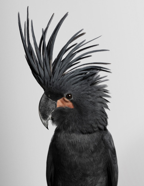 deathcomes4u:  jedavu:  Portraits of Birds Ruffling with Personality by Leila Jeffreys  Pretty sure those are all Australian too. The bottom one isn’t dead. It’s a Juvenile Magpie. Bt man if you want personality, watch a flock of Long billed corrella