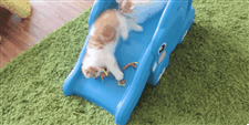palepinkcuffs:  sara-meow:  Kittens Slide Down Elephant’s Trunk   