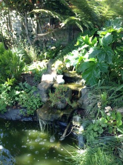 skateboards-and-spliffs:  My mum’s garden