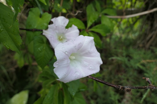 Calystegia sepium — hedge bindweed