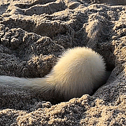 i-am-fert:judestims:|Phebe Loulook! a beech!look! a dig!look! a run!look! a WAIT NO WAT THE FU-