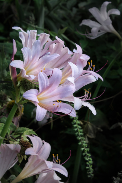 gordonf1: gardenmuse: Something new in the wild woodland edge garden!   The Surprise Lilies hav