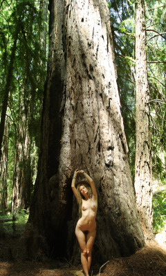natureandnudity:  dayzea:  More redwoods.