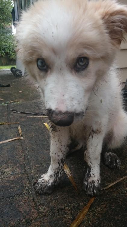 awwww-cute:  This is Maximus, and he’s sorry for digging up the garden (Source: http://ift.tt/1Fwsp2q)