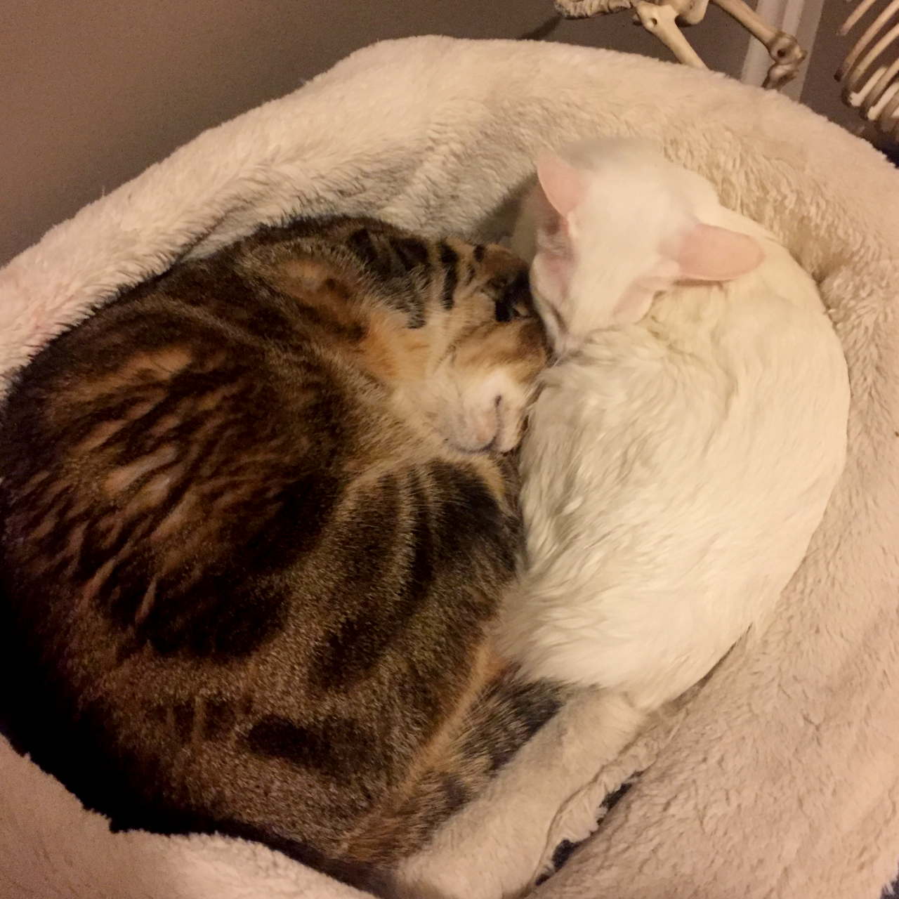 pangur-and-grim:  pangur-and-grim:  pangur-and-grim: Grim……. that’s selfish……