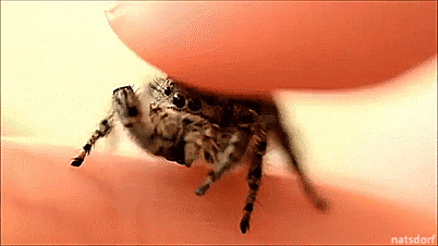 natsdorf — Petting an adorable pet spider. [full video]