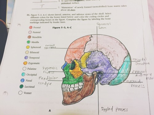 Must memorize anatomy.