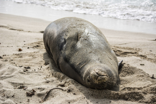 “Oh hello!” said the Monk Seal