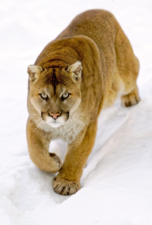 beautiful-wildlife:Cougar by Peter K Burian
