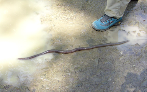 onenicebugperday:  onenicebugperday:  Giant earthworms, Martiodrilus sp.,  Glossoscolecidae