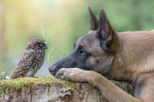 megarah-moon:     “Ingo and Poldi” by  Tanja Brandt   