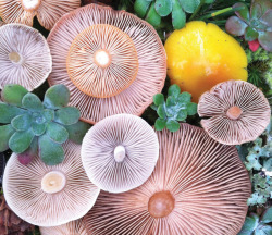 nevver:Fungi, Jill Bliss 