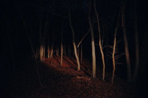 nevver:  Into the woods, David Schermann