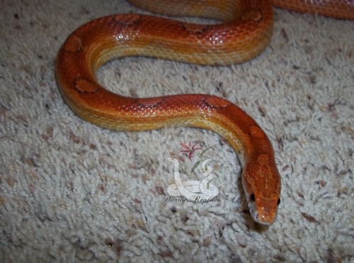 Porn Pics i-m-snek:   A fresh shed from the guy I’ve