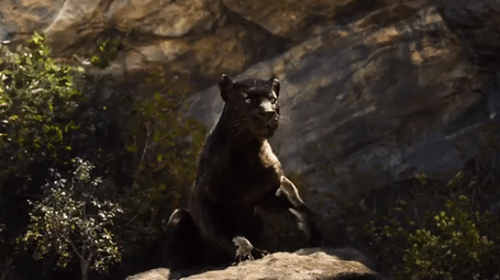 chousha: Bagheera was utterly beautiful. 