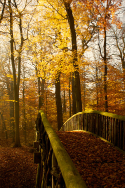 plasmatics:  Autumn by Jörn Stevens | (Website)