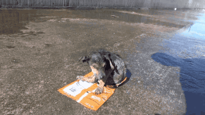 gifsboom:  El major gif para mi 