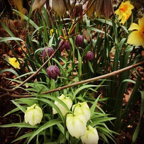 . . . #spring #forttryonpark #medievaldate  www.instagram.com/p/BwfioQanUKr/?utm_source=ig_t