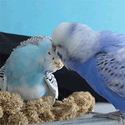 budgiechops:These two are so cute! I love watching them preen!