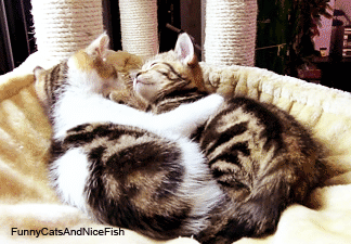 Funny Cats And Nice Fish — made from video Top 20 cats and kittens hugs