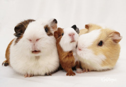 guineapiggies:  Cecilia Gabriela 	  	 				