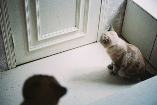 paularoidmoments:  F1020002 by cha. on Flickr. 