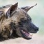 hyenaboon