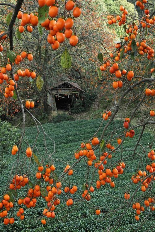 sandra1219:Ujitawara tea fields and persimmons trees. Kyoto, Japan. homemadeideas.org