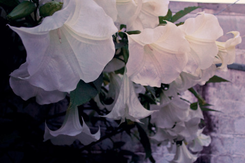 happinessfordeeppeople: Angel Trumpet  or Brugmansia suaveolens Beautiful and deadly as well.